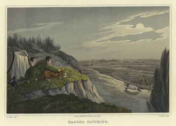 Tejón Cazando